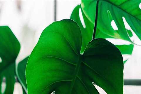 Low-Maintenance Indoor Plants for Effortless Home Care