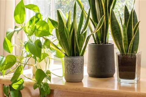 Understanding Air Circulation Needs for Healthy Indoor Plants