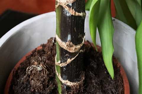 Essential Tips for Preventing Root Rot in Indoor Plants
