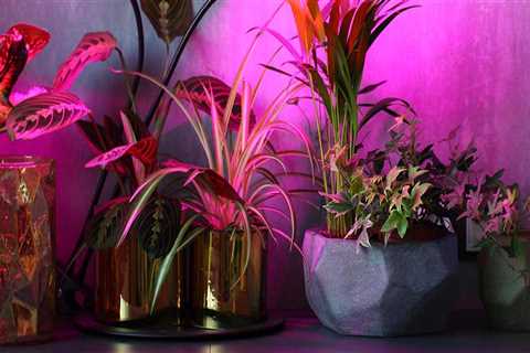 Essential Guide to Artificial Lighting for Indoor Plant Care