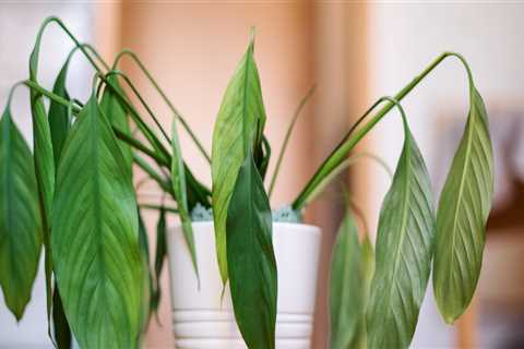Identifying Shock in Indoor Plants After Relocation