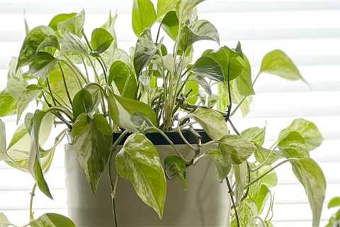 Signs Your Indoor Plant Needs a Bigger Pot: A Care Guide