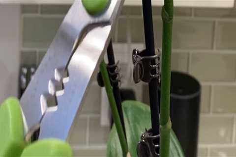 Essential Orchid Care Tips: Should You Remove Dead Flowers?