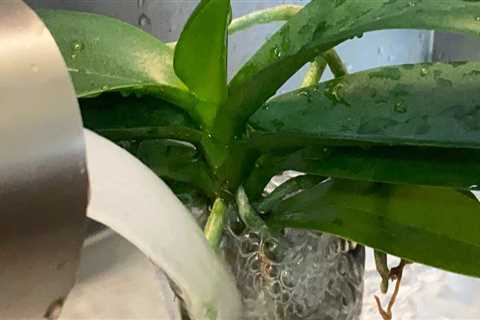 Watering Your Orchid: Is Tap Water Safe?