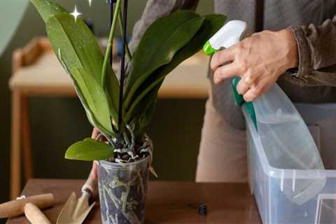 Mastering Orchid Propagation: Essential Care Tips for Success