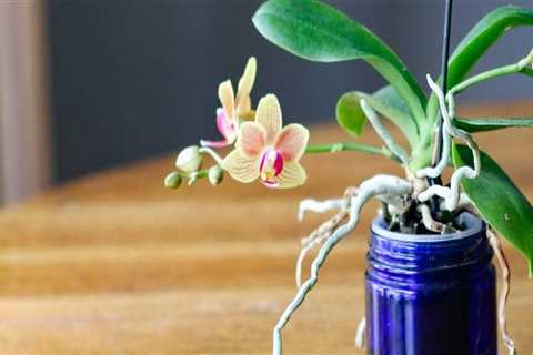 Essential Orchid Care Tips: Understanding Watering Needs