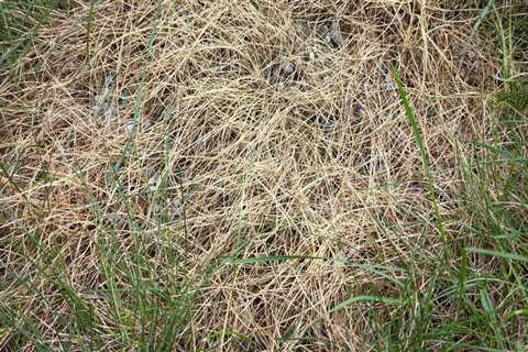 Identifying the Signs of Over-Fertilization in Your Lawn