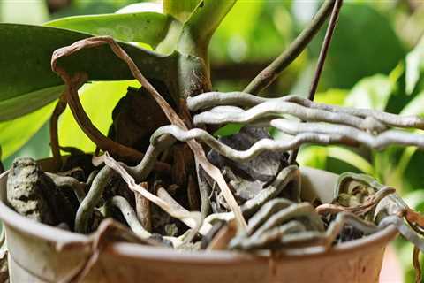 Understanding Aerial Roots: Should You Remove Them from Your Orchid?