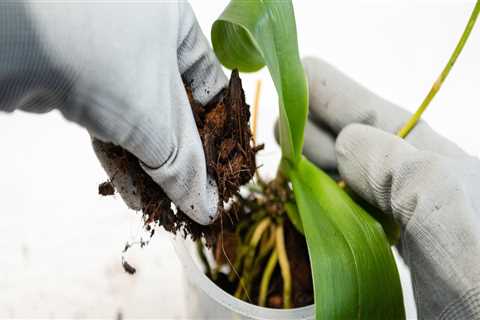 Choosing the Right Soil for Healthy Orchids: Essential Orchid Care Tips