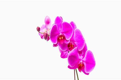 Understanding the Ideal Temperature for Orchids: Essential Orchid Care Tips