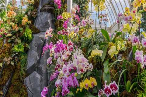 Transform Your Landscape with Orchid Gardening