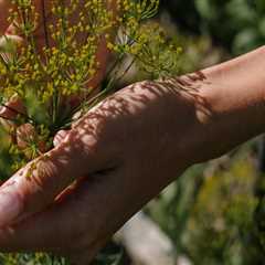 Identifying Poor Soil Fertility: Key Signs and Solutions for Improvement