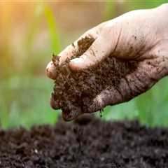 Understanding the Effects of Chemical Fertilizers on Soil Fertility Improvement