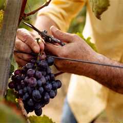 Navigating the Challenges of Small-Scale Grape Farming