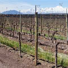 Understanding the Role of Pruning in Grape Farming