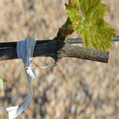 The Art and Science of Pruning Grape Vines: Techniques for Successful Grape Farming