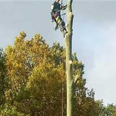 The Hidden Dangers of Improper Tree Branch Removal