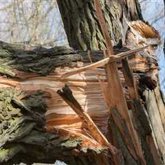 Identifying When to Remove a Tree Branch: Key Signs and Considerations