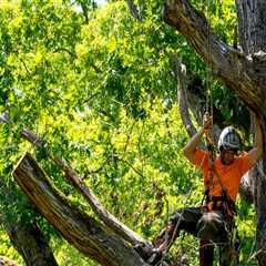 The Advantages of Hiring Professionals for Tree Branch Removal