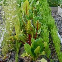 Enhancing Garden Maintenance Through Companion Planting