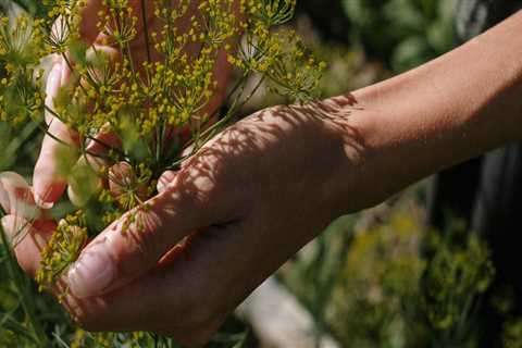 Identifying Poor Soil Fertility: Key Signs and Solutions for Improvement