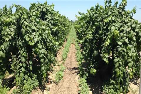 Effective Weed Control Strategies for Grape Farmers