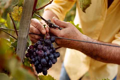Navigating the Challenges of Small-Scale Grape Farming