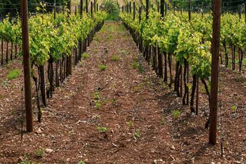 The Evolution of Grape Farming: How Technology is Transforming the Vineyard