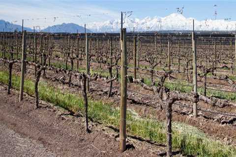 Understanding the Role of Pruning in Grape Farming