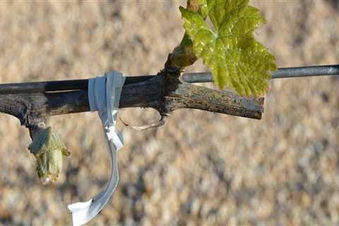 The Art and Science of Pruning Grape Vines: Techniques for Successful Grape Farming