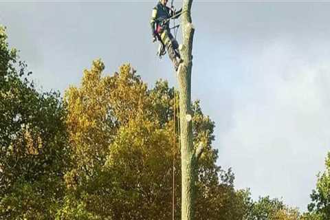 The Hidden Dangers of Improper Tree Branch Removal