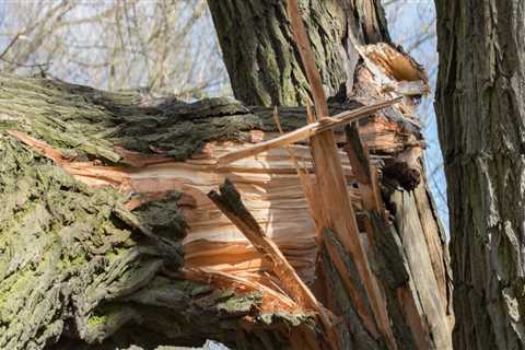 Identifying When to Remove a Tree Branch: Key Signs and Considerations