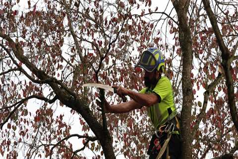 Understanding Tree Branch Removal: Average Sizes and Considerations
