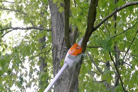 Essential Safety Tips for Tree Branch Removal