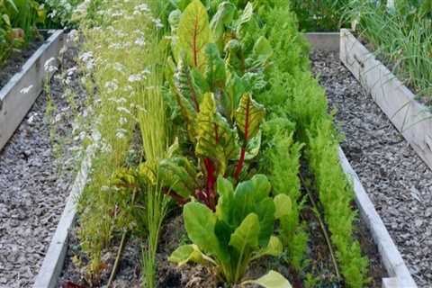 Enhancing Garden Maintenance Through Companion Planting