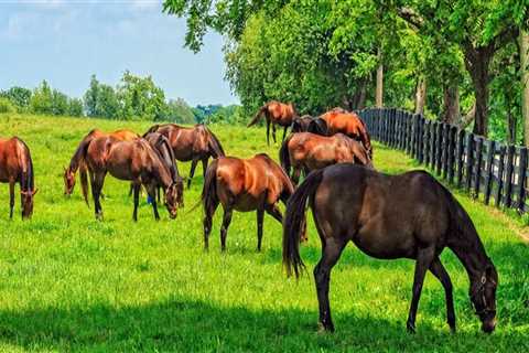 Effective Strategies for Managing Pests and Parasites in Pastures