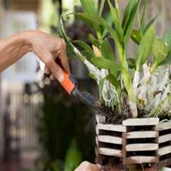 Seasonal Orchid Gardening Tips Backed by Quality Equipment Solutions