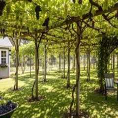 Transform Your Backyard with Grape Farming & Hardscape Design