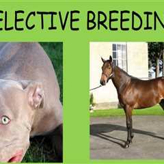 Key Traits Selected in Animal Breeding: Understanding the Science Behind Selective Breeding