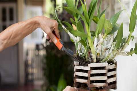Seasonal Orchid Gardening Tips Backed by Quality Equipment Solutions