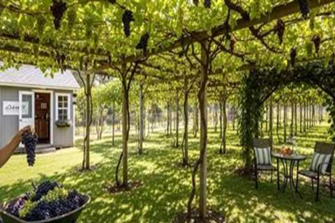 Transform Your Backyard with Grape Farming & Hardscape Design