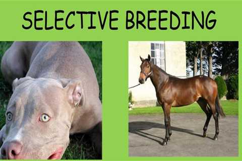 Key Traits Selected in Animal Breeding: Understanding the Science Behind Selective Breeding
