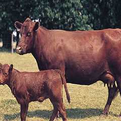 Understanding the Impact of Genetics on Selective Breeding in Animal Husbandry
