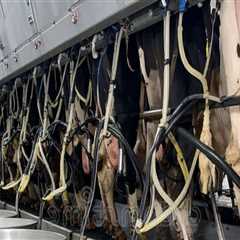 Understanding the Milking Process on a Dairy Farm