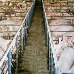The Effects of Industrialization on Animal Husbandry Practices