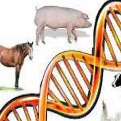 Understanding the Role of Genetics in Animal Husbandry