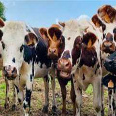 Exploring Ethical Considerations in Animal Husbandry Practices