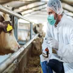Effective Strategies for Disease Prevention and Treatment in Dairy Farming