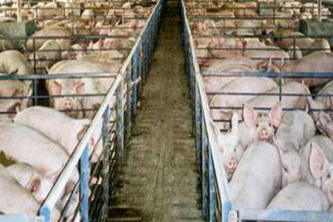 The Effects of Industrialization on Animal Husbandry Practices