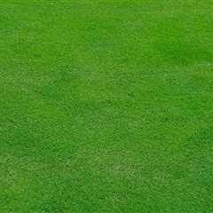 Expert Tree Care and Lawn Maintenance in Loudoun County